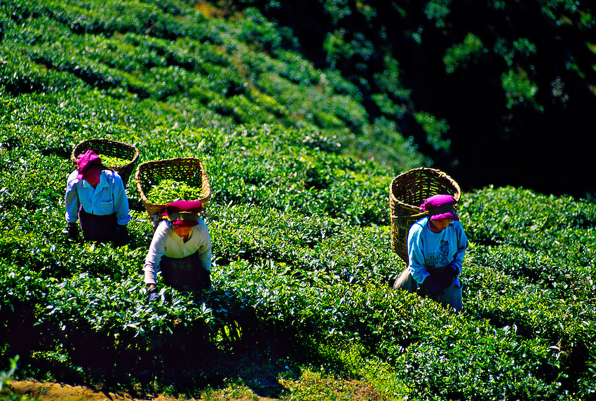 Women picking tea leaves, Happy Valley Tea Estate, Darjeeling, West Bengal, India