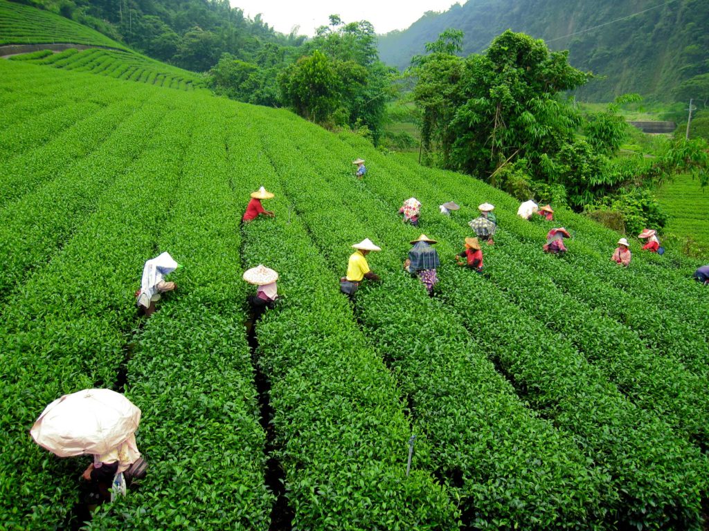 Spice – Tea Garden – 2