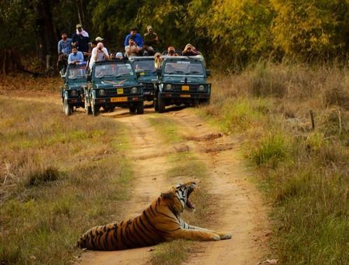 kanha national park