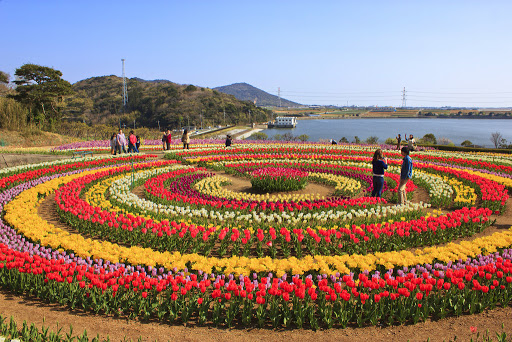 Tulip Garden - 1