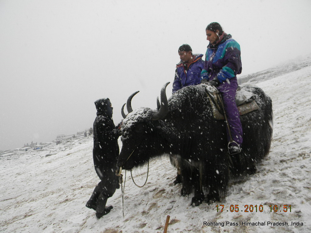 Yak