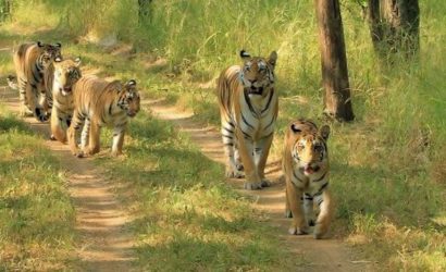 Visit Nandan kanan zoo