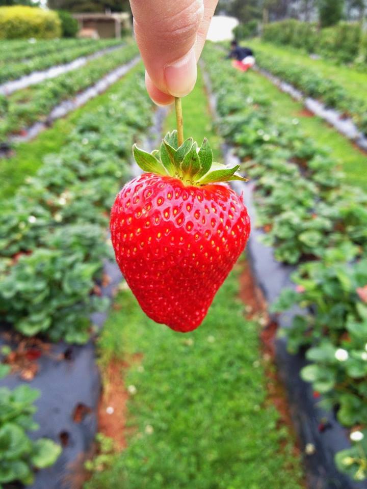 Strawberry