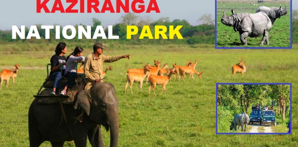 Kaziranga