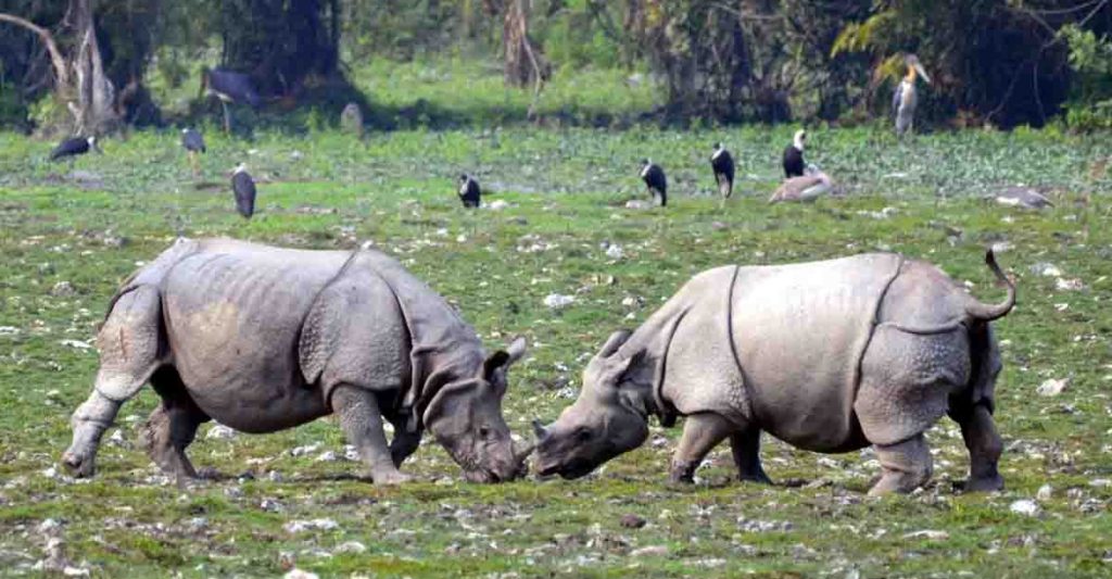 Rhinoceros at Kaziranga National Park. (File Photo: IANS)